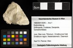 Foto (Objekt + Etiketten) von Eodromites sp. 